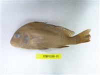 藏品(花石鱸)的圖片